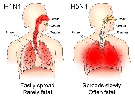 H 5 N 1